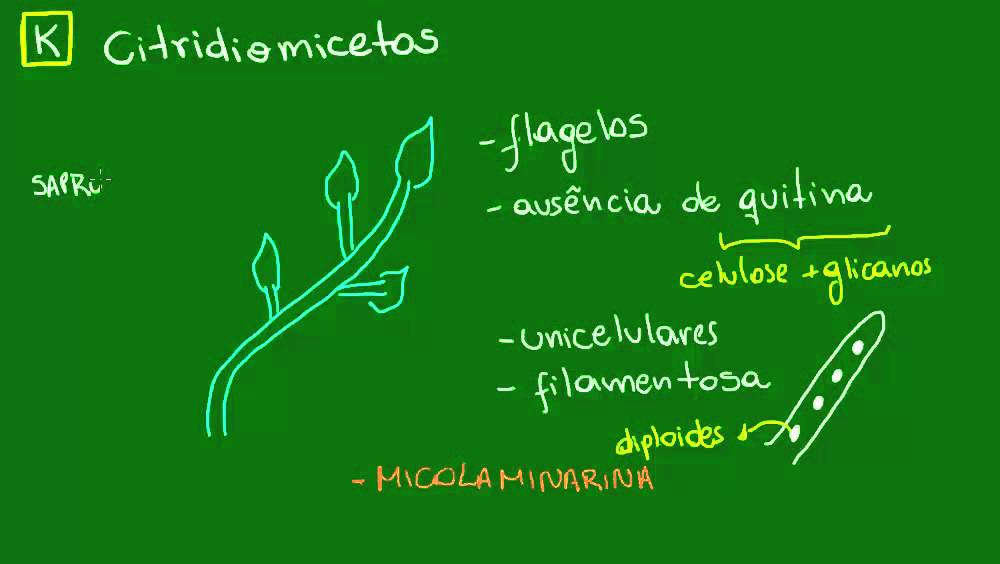 Citridiomicetos e Zigomicetos - Diversidade dos Seres Vivos - Biologia
