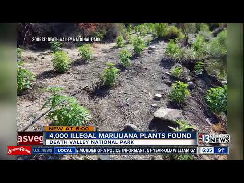 4,000 illegal marijuana plants found in Death Valley raid