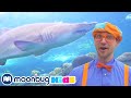 BLIPPI Blippi Visits An Aquarium The Florida Aquarium Educational Videos Learn ABC 123