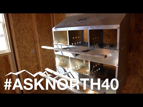 How High Should I Put my Chicken Nest in the Coop?