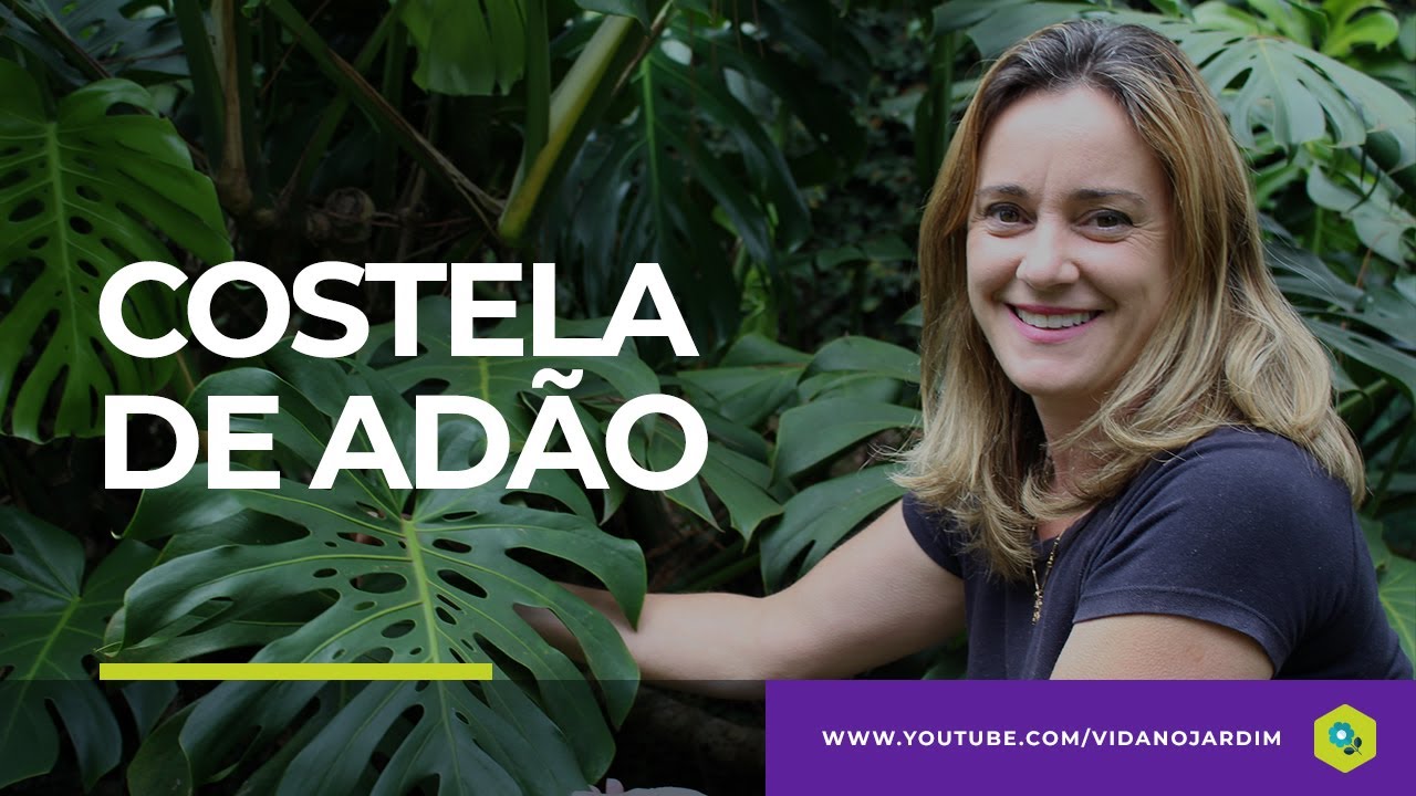 Costela de Adão - Folhagem EXUBERANTE e de fácil cultivo