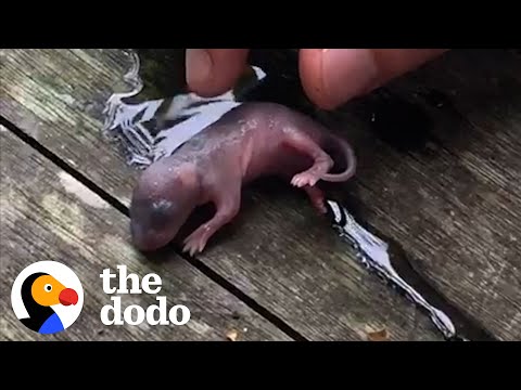 Couple Getting Married Rescued A Teeny Baby Rat | The Dodo Little But Fierce