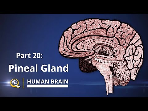 download lagu mp3 mp4 Pineal Gland Vatican, download lagu Pineal Gland Vatican gratis, unduh video klip Pineal Gland Vatican