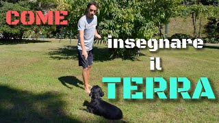 Insegnare al cane il comando TERRA