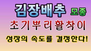 [텃밭농부.767]  배추모종 초기뿌리활착이 성장을 결정한다 #김장배추 #배추재배