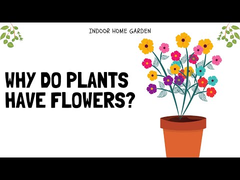 Why Do Plants Have Flowers? - Scientific Reasons!