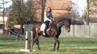 SOLD Autumn Friesian x TB