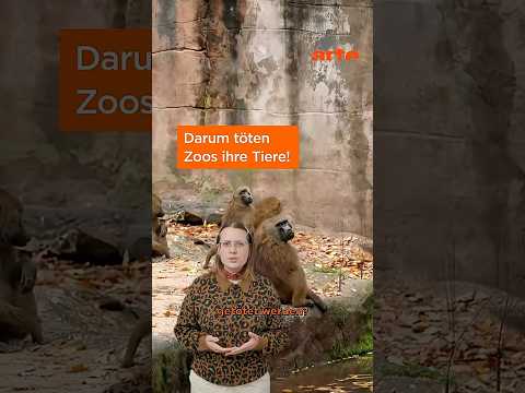 Video Thumbnail: Im Zoo werden Tiere getötet? | ARTE #reshorts #zoo