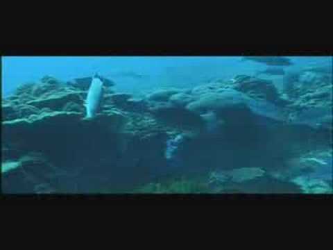 Underwater World from National Geographic, music by Tal Babitzky