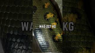 🐍 Discover the Largest Green Anaconda Ever Recorded! 🌿