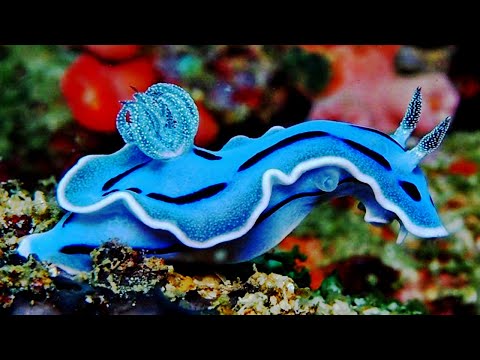 10 Most Beautiful Slugs In The World