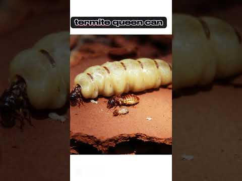 #insects Fascinating facts about insects !!! #facts #shorts