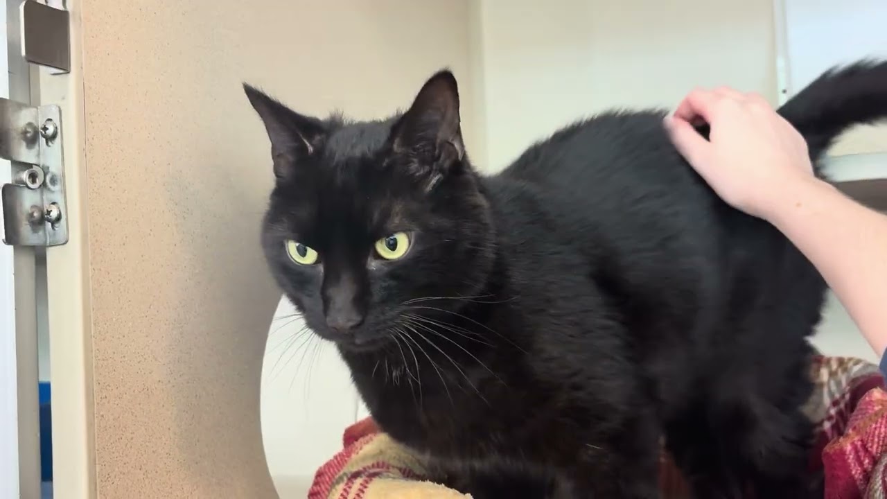 Enlarge Caldero, a Adopted Domestic Short Hair in Eatontown, NJ video 3/5