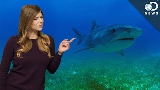 How Can We Stop Sharks From Going Extinct?