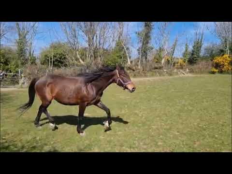 ISH Broodmare scanned in foal - Image 2