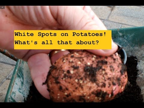 download lagu mp3 mp4 What Are White Spots On Potatoes, download lagu What Are White Spots On Potatoes gratis, unduh video klip What Are White Spots On Potatoes