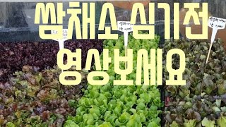 쌈채소 심기전에 영상 보세요..
