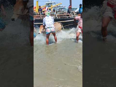 Cow videos 438😅 #shortsvideo #funnyshorts #funny #cowGoru #cowcow #funnycow #animals