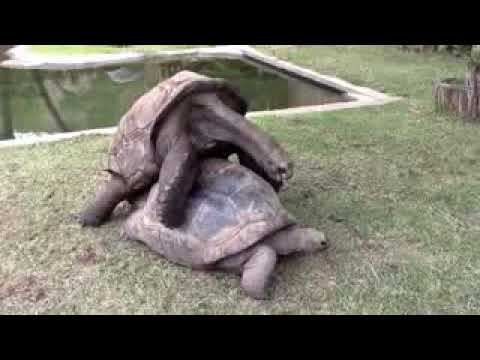 download lagu mp3 mp4 Totoes, download lagu Totoes gratis, unduh video klip Totoes