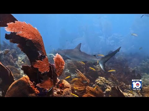 UM scientists race to breed 'super corals' to save dying reefs