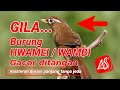 Masteran Kicau Burung Wambi Gacor Hwamei Gacor