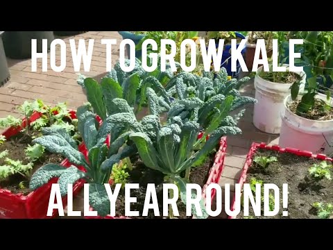 image-How do you fertilize kale plants?