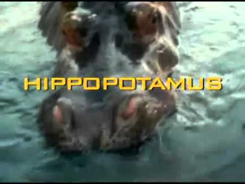 Hipopótamo vs tubarão