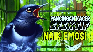 Download lagu SUARA Pancingan kacer gacor agar emosi tinggi || TEST MENTAL KACER FIGHTER || Kacer Super mp3