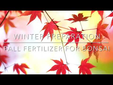 No nitrogen fall fertilizer for bonsai trees - winter preparation