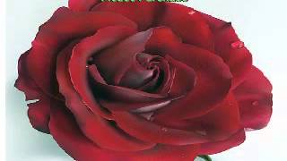 eva cassidy   My Love is Like a Red Red Rose eng lyrics