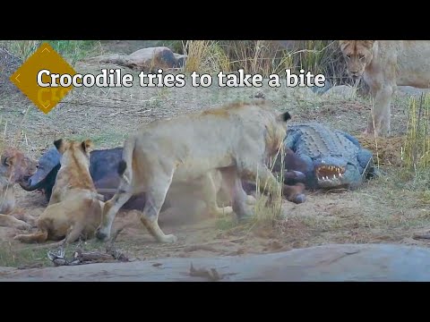 B1 Photo Safaris video.