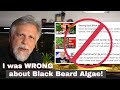 BLACK BEARD ALGAE The REAL Reason It S GONE
