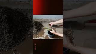 Download lagu Manfaatkan Sampah Dapur | Tanam Kangkung Mudah | Memanfaatkan waktu luang mp3 Download lagu Manfaatkan Sampah Dapur | Tanam Kangkung Mudah | Memanfaatkan waktu luang mp3