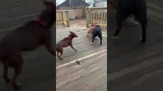 Video preview image #1 Mountain Cur-Unknown Mix Puppy For Sale in Mount Laurel, NJ, USA