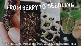 creating a new anthurium hybrid-- documenting growth from pollination to seedling!