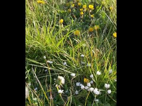 Vlerësoje Jeten. Lindita Mahmutaj . Interpreton: Artemis Prifti