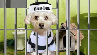 PUPPY GOES BACK TO PUPPY PRISON!! 😱