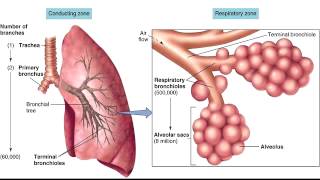 Respiratory Tree Anatomy - Conducting Zone & Respiratory Zone