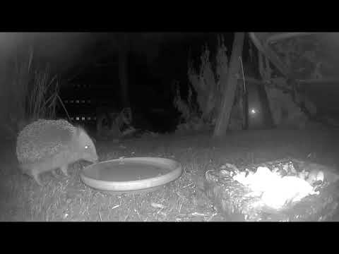 Igel vor dem Winterschlaf