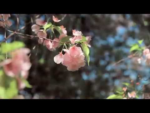 Hapi Ti Zot Sytë e Zemrës - Piano