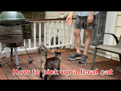 How to pick up a feral cat (easy way)