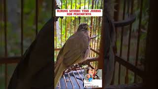 Download lagu burung Merbah LEKIR fighter #burung #mangkicauoffecial #kicaumania #burungkicaudialamliar #birds mp3 Download lagu burung Merbah LEKIR fighter #burung #mangkicauoffecial #kicaumania #burungkicaudialamliar #birds mp3