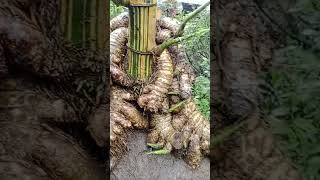 Download lagu Bonggol bonsai bambu kuning unik langka #bonsaibambu #bambuunik #bamboobonsai mp3