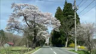 250422胆沢桜の回廊