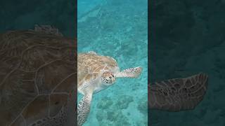 Cruise Excursions Shorts - Curacao Swimming with Sea Turtles Shore Excursion from Viator