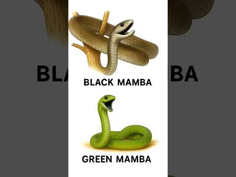 Black Mamba vs Green Mamba।