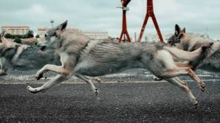 Vhils x U2 &quot;Raised by Wolves&quot;