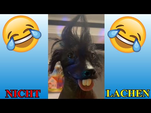 VERSUCHE NICHT ZU LACHEN !!! 🤣🤣🤣 #63