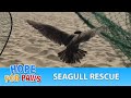 Seagull Tangled In Fishing Line And A Rubber Around His Neck Is Rescued Wildlife