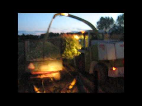 Kukurydza 2011 Podlasie Krypno (Akcja popcorn) Odsłona I